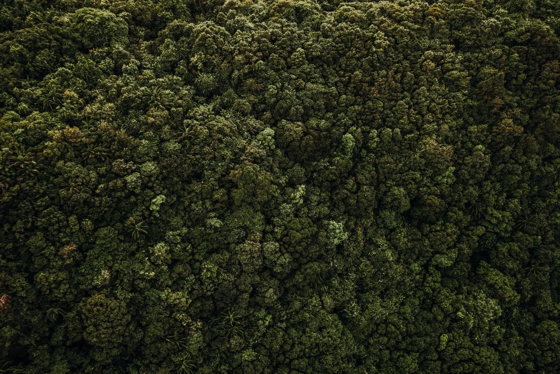 Forest canopy seen from above